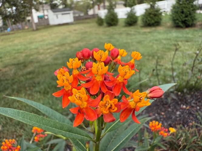 Flowers - Auto Macro