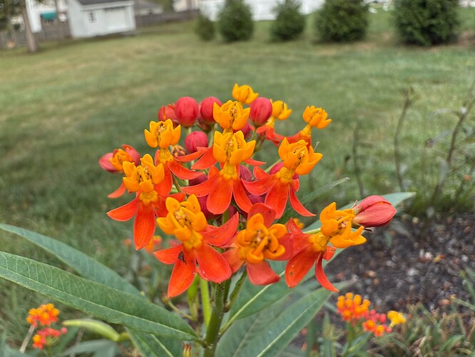 Flowers - Manual Macro cropped