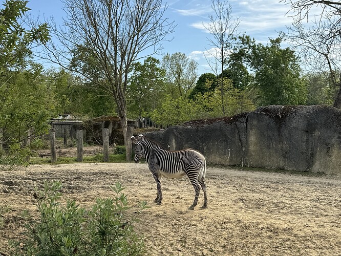 zebra-1x