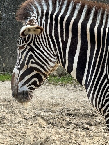 zebra-max