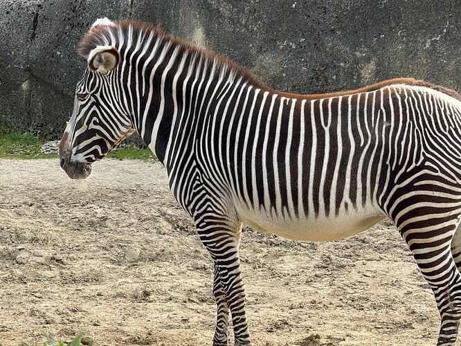 zebra-5x