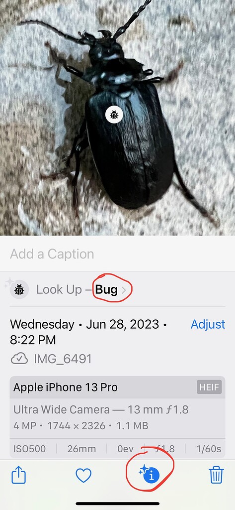 Taxa shown on observation different than what was submitted - Bug Reports -  iNaturalist Community Forum