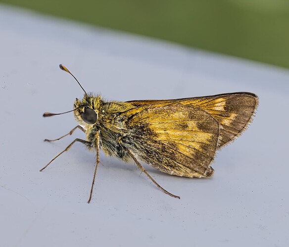 Polites peckius, Peck's Skipper 240821-7