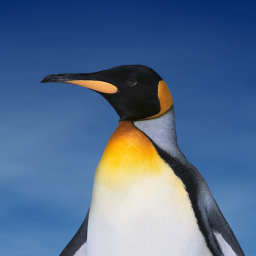 penguinrob