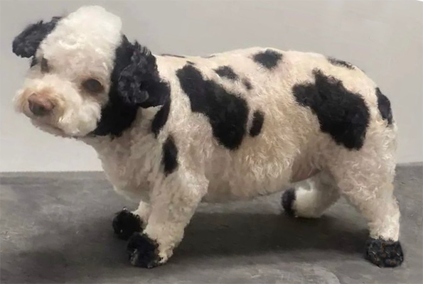 Real Clarus the Dogcow