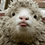 jesse_the_k