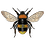 mr_bee